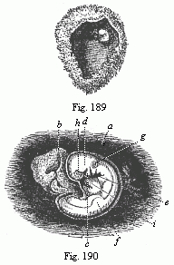 Fig.189. Human ovum of
twenty to twenty-two days. Fig. 190. Human foetus of twenty to twenty-two days,
taken from the preceding ovum, magnified.