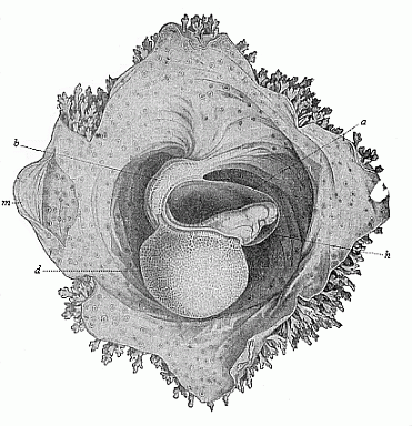 Fig.191. Human embryo of sixteen to
eighteen days.