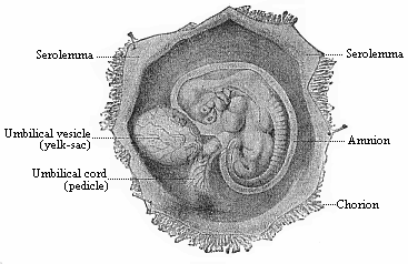 Fig.192. Human embryo of the fourth
week, one-third of an inch long, lying in the dissected chorion.
