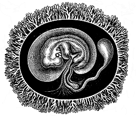 Fig.194. Human embryo
with its membranes, six weeks old.