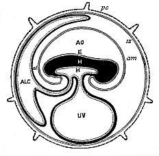 Fig.195. Diagram of the
embryonic organs of the mammal (foetal membranes and appendages).