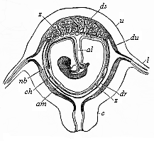 Fig.196. Diagrammatic
frontal section of the pregnant human womb.