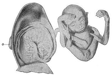 Fig.197. Male embryo of the
Siamang-gibbon (Hylobates siamanga) of Sumatra.