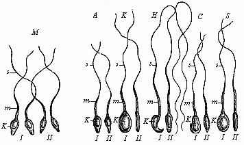 Fig.20 Spermia or
spermatozoa of various mammals.