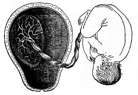Fig.200. Mature human foetus
(at the end of the pregnancy, in its natural position, taken out of the uterine
cavity).
