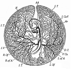 Fig.201. Vitelline vessels in the
germinative area of a chick-embryo, at the close of the third day of
incubation.
