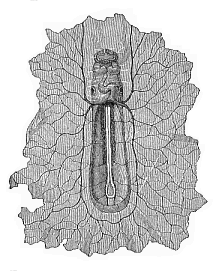 Fig.202. Boat-shaped
embryo of the dog, from the ventral side, magnified.