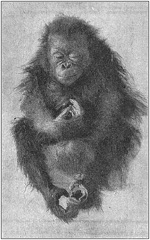 Fig.204. Young orang (Satyrus
orang), asleep.