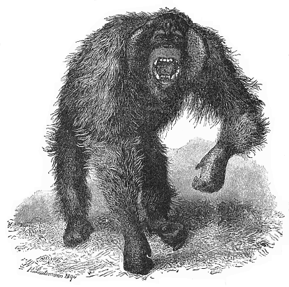 Fig.205. Wild orang (Dyssatyrus
auritus).