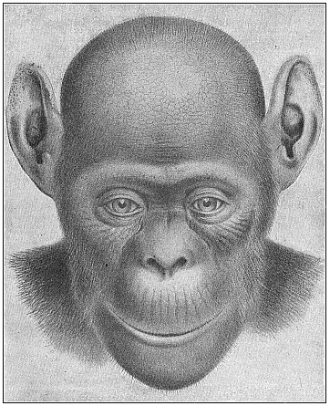 Fig.206. The bald-headed chimpanzee
(Anthropithecus calvus). Female.