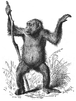 Fig.207. Female chimpanzee
(Anthropithecus niger).