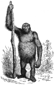 Fig.208. Female gorilla.