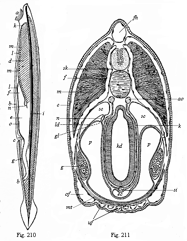 Fig.210. The lancelet (Amphioxus
lanceolatus), left view. Fig. 211. Transverse section of the head of the
Amphioxus.