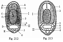 Fig.212. Transverse section of an
Amphioxus-larva, with five gill-clefts, through the middle of the body. Fig.
213. Diagram of the preceding.