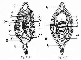 Fig.214. Transverse section of a
young Amphioxus, immediately after metamorphosis. Fig. 215. Diagram of
preceding.