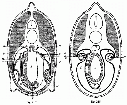 Fig.217. Transverse section through
the middle of the Amphioxus. Fig. 218. Transverse section of a primitive fish
embryo.
