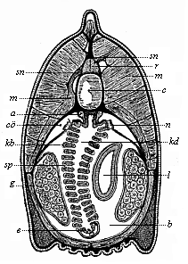 Fig.219. Transverse
section of the head of the Amphioxus.
