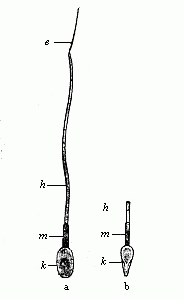 Fig.22 A single human
spermatozoon.