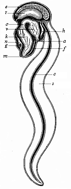 Fig.225. An
Appendicaria (Copelata), seen from the left.