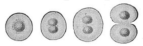 Fig.226. Chroococcus minor.