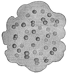 Fig.227. Aphanocapsa
primordialis.