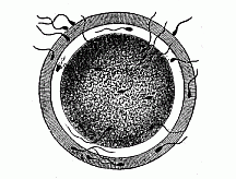 Fig.23 The
fertilisation of the ovum by the spermatozoon.