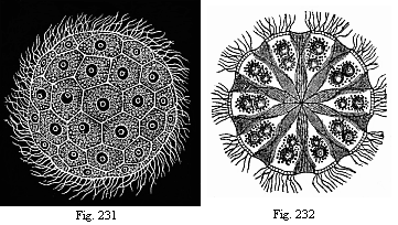 Fig.231. The Norwegian Magosphaera
planula, swimming about by means of the lashes or cilia at its surface. Fig.
232. Section of same, showing how the pear-shaped cells in the centre of the
gelatinous ball are connected by a fibrous process.