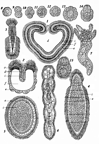 Fig.233. Modern gastræads. Fig. 1.
Pemmatodiscus gastrulaceus (Monticelli), in longitudinal section. Fig. 2.
Kunstleria gruveli (Delage), in longitudinal section. (From Kunstler and
Gruvel.) Figs. 3-5. Rhopalura Giardi (Julin): Fig. 3 male, Fig. 4 female, Fig.
5 planula. Fig. 6. Dicyema macrocephala (Van Beneden). Fig. 7-15. Conocyema
polymorpha (Van Beneden): Fig. 7 the mature gastræad, Fig. 8-15 its
gastrulation.