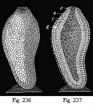 Figs. 236-237. Ascula of
gastrophysema, attached to the floor of the sea.