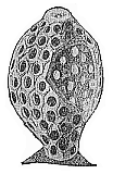 Fig.238. Olynthus, a
very rudimentary sponge.