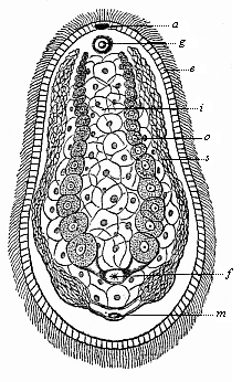 Fig.239. Aphanostomum
Langii (Haekel), a primitive worm of the platodaria class, of the order of
Cryptocoela or Acoela.