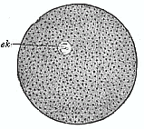 Fig.24 An impregnated
echinoderm ovum.