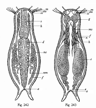Figs. 242 and 243.
Chaetonotus, a rudimentary vermalian, of the group of Gastrotricha.