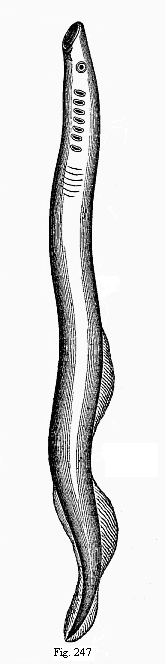 Fig.247. The large
marine lamprey (Petromyzon marinus).