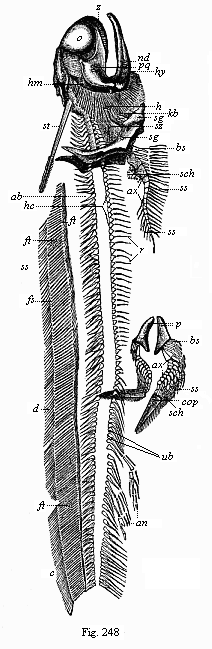 Fig.248. Fossil Permian
primitive fish (Pleuracanthus Dechenii), from the red sandstone of
Saarbrücken.