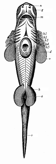 Fig.249. Embryo of a
shark (Scymnus lichia), seen from the ventral side.