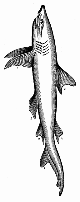 Fig.250.
Fully-developed man-eating shark (Carcharias melanopterus), left view.