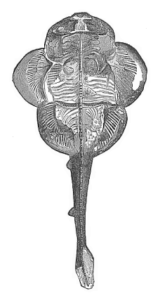 Fig.251. Fossil
angel-shark (Squatina alifera) from the upper Jurassic at Eichstätt.