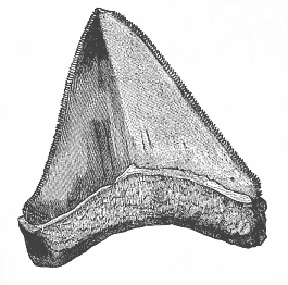 Fig.252. Tooth of a
gigantic shark (Carcharodon megalodon), from the Pliocene at Malta.