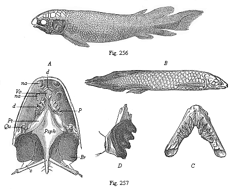 Fig.256. Fossil
Dipneust (Dipterus Valenciennesi), from the old red sandstone (Devon). Fig.
257. The Australian Dipneust (Ceratodus Forsteri).