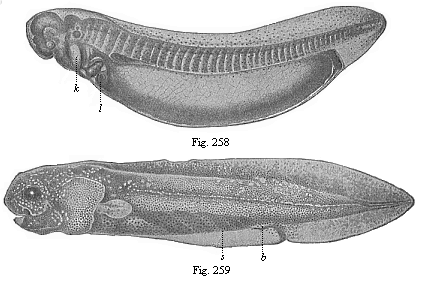 Fig.258. Young
ceratodus, shortly after issuing from the egg. Fig. 259. Young ceratodus six
weeks after issuing from the egg.