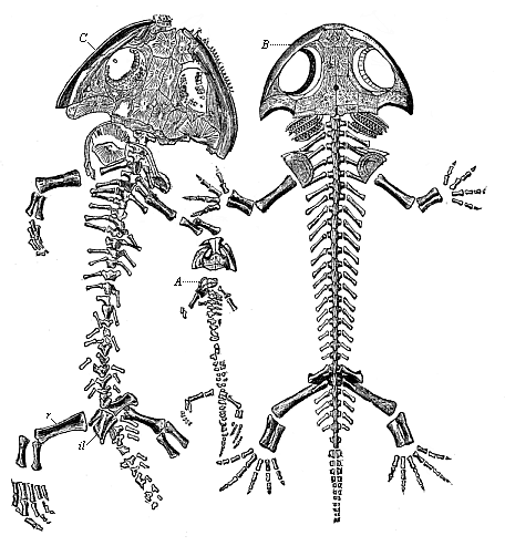 Fig.260. Fossil
amphibian from the Permian, found in the Plauen terrain near Dresden
(Branchiosaurus amblystomus).