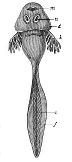 Fig.262. Larva of the
common grass-frog (Rana temporaria), or “tadpole.”