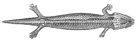 Fig.263. Fossil mailed
amphibian, from the Bohemian Carboniferous (Seeleya).