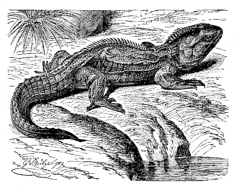 Fig.264. The lizard
(Hatteria punctata = Sphenodon punctatus) of New Zealand.