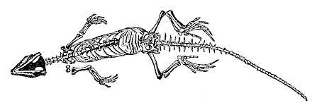 Fig.265. Homoeosaurus
pulchellus, a Jurassic proreptile from Kehlheim.