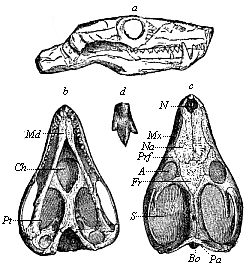Fig.267. Skull of a
Triassic theromorphum (Galesaurus planiceps), from the Karoo formation in South
Africa.