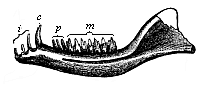 Fig.268. Lower jaw of a
Primitive Mammal or Promammal (Dromatherium silvestre) from the North American
Triassic.