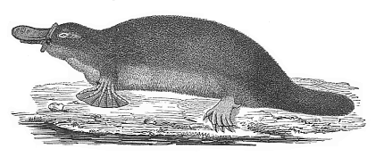 Fig. 269. The
Ornithorhyncus or Duck-mole. (Ornithorhyncus paradoxus).