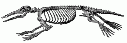 Fig. 270. Skeleton of the Ornithorhyncus.
